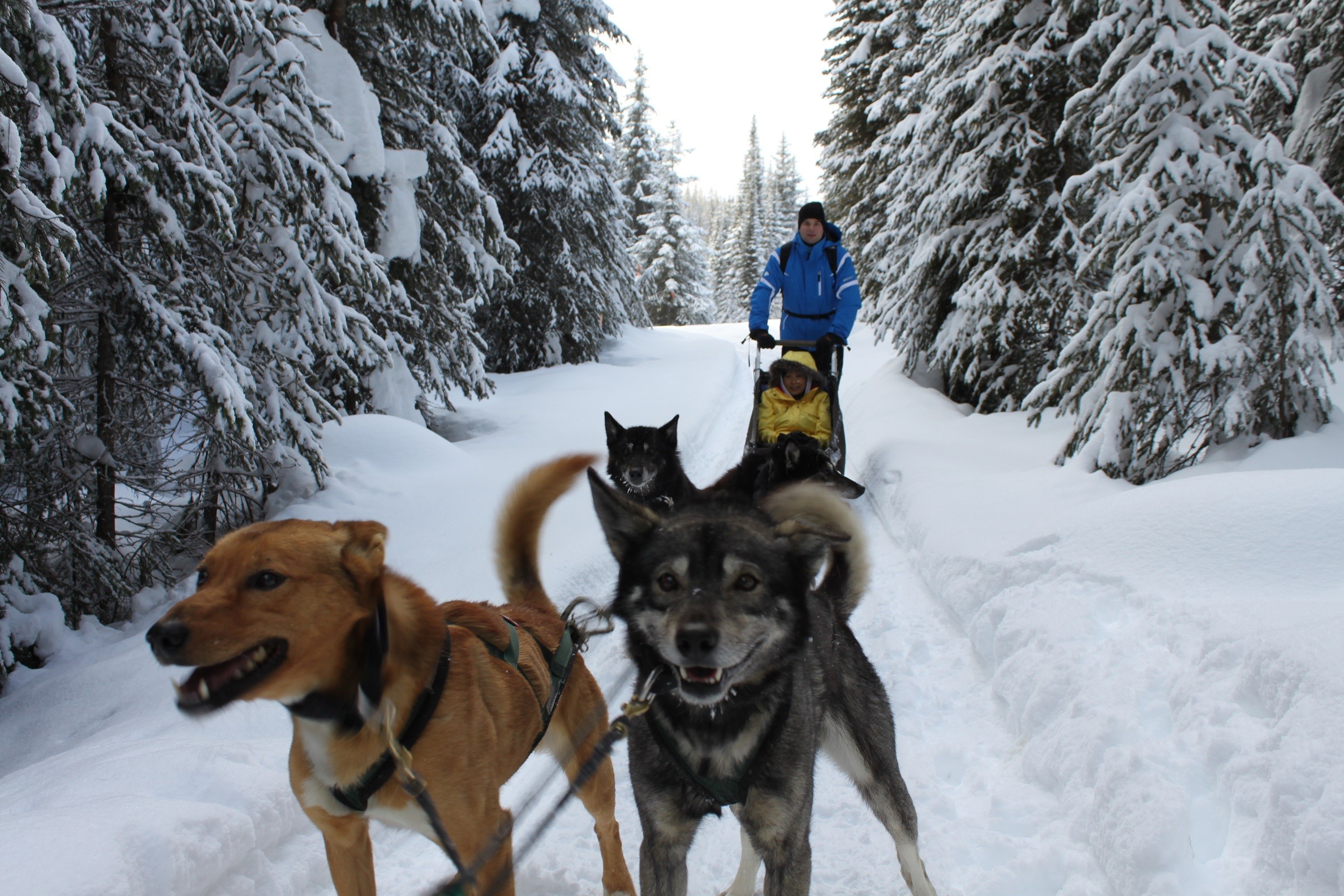 Canada Dog Sled Rides (1 - 2 Hours)